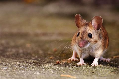 طرق غريبة لإبعاد الفئران عن المنزل بلمح البصر