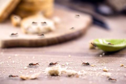 وصفات طبيعية فعالة لطرد النمل من المنزل خلال