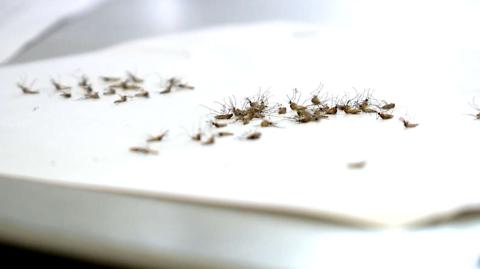 طريقة جهنمية للقضاء على النمل والبعوض نهائيا في