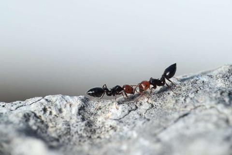 تخلصوا من النمل والقمل وحشرات المن بوصفة الخل