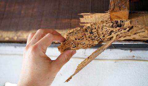 طرق طبيعية سحرية للتخلص من سوس الخشب بلمح